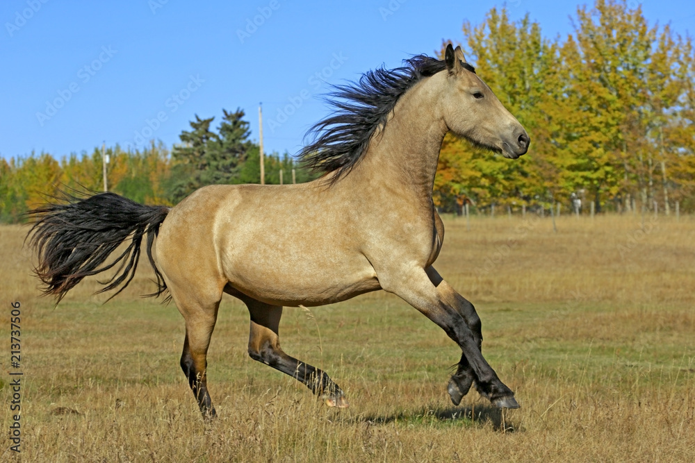 Part Friesian buckskin Horse running in meadow, blue sky, tress in autumn colors. Part Friesian buckskin Horse running in meadow, blue sky, tress in autumn colors.