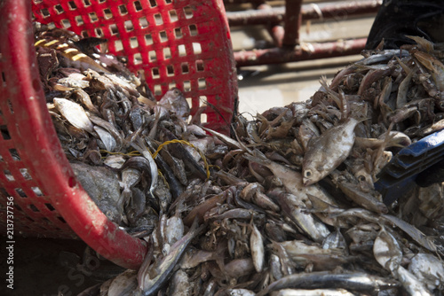 trash fishes for animal feeds