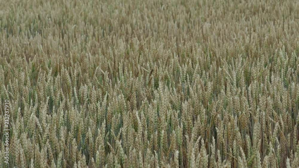 Field with cereals. Field of young green wheat. Spring agriculture. Field with cereals. Field of young green wheat. Spring agriculture.