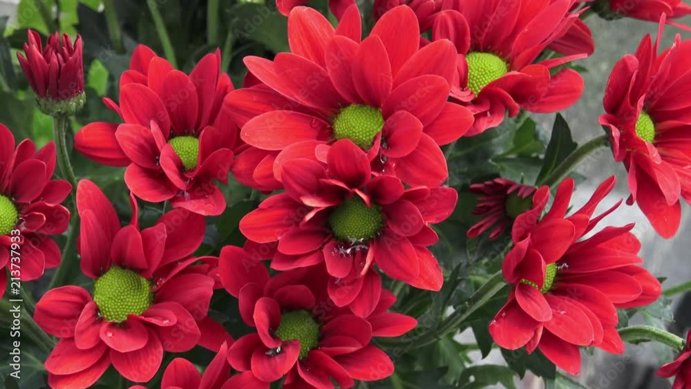 Flowers, flowers chrysanthemum in the garden
Flowers, flowers chrysanthemum in the garden