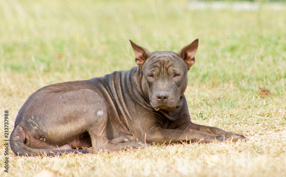 Fototapeta premium Black dog
