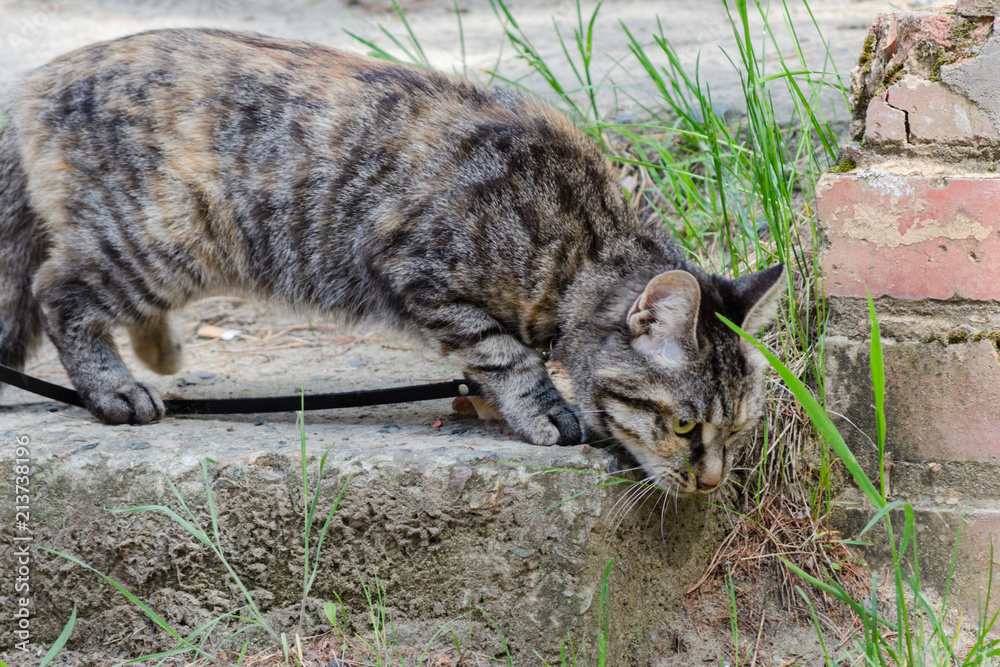 Obraz premium house cat on a leash walks