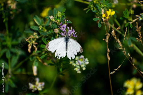 A Cabbage White butterfly collecting nectar on wild grass flowers photo