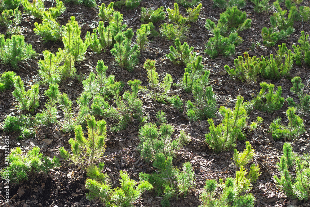 planting pine seedlings, Yekaterinburg, 07.07.18