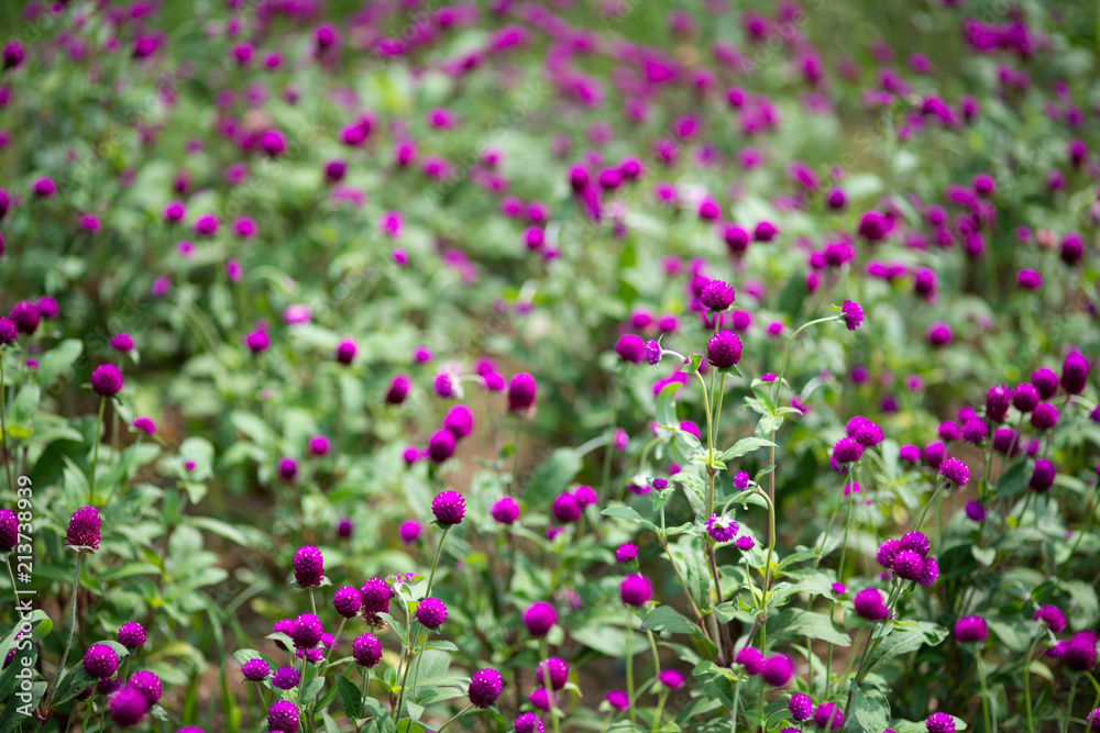 紫色のセンニチコウの花