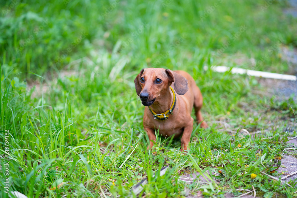 Dog breed standard smooth-haired dachshund. The dog runs, dog for a walk Dog breed standard smooth-haired dachshund. The dog runs, dog for a walk