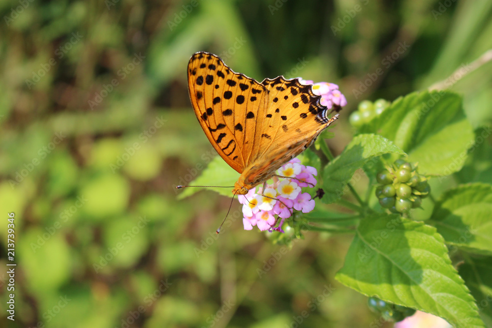 Obraz premium ランタナの花の蜜を吸うツマグロヒョウモンのオス