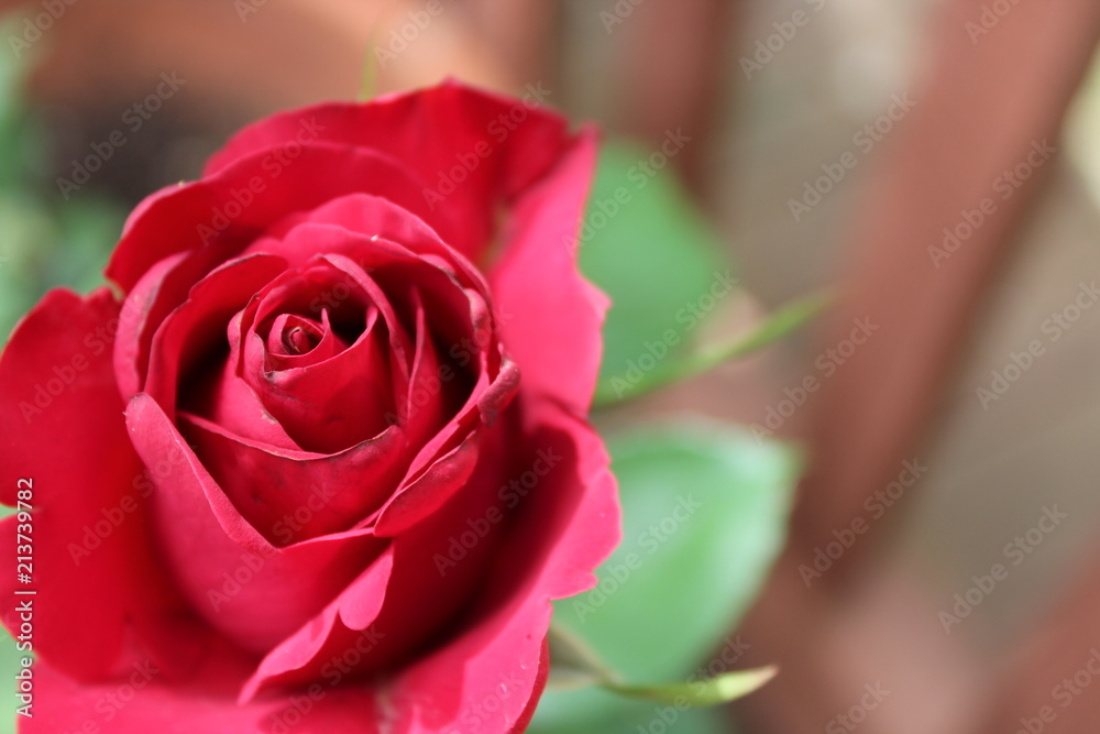 red rose bud red rose bud