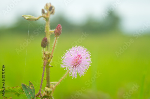 sensitive plant