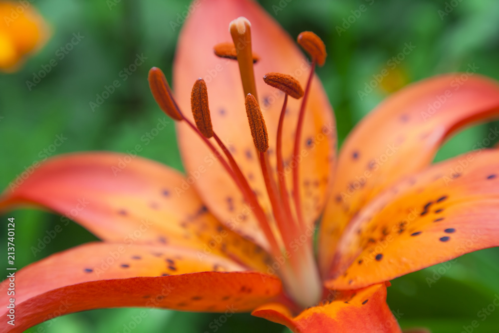 closeup of lily flower sepals in nature closeup of lily flower sepals in nature