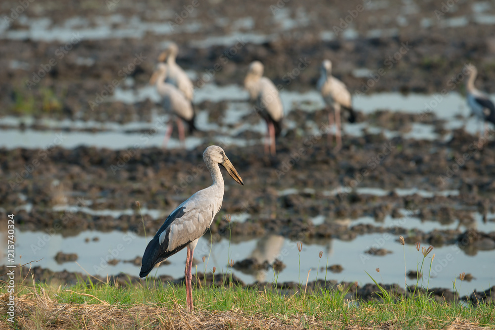 Obraz premium Asian openbill or Asian openbill stork