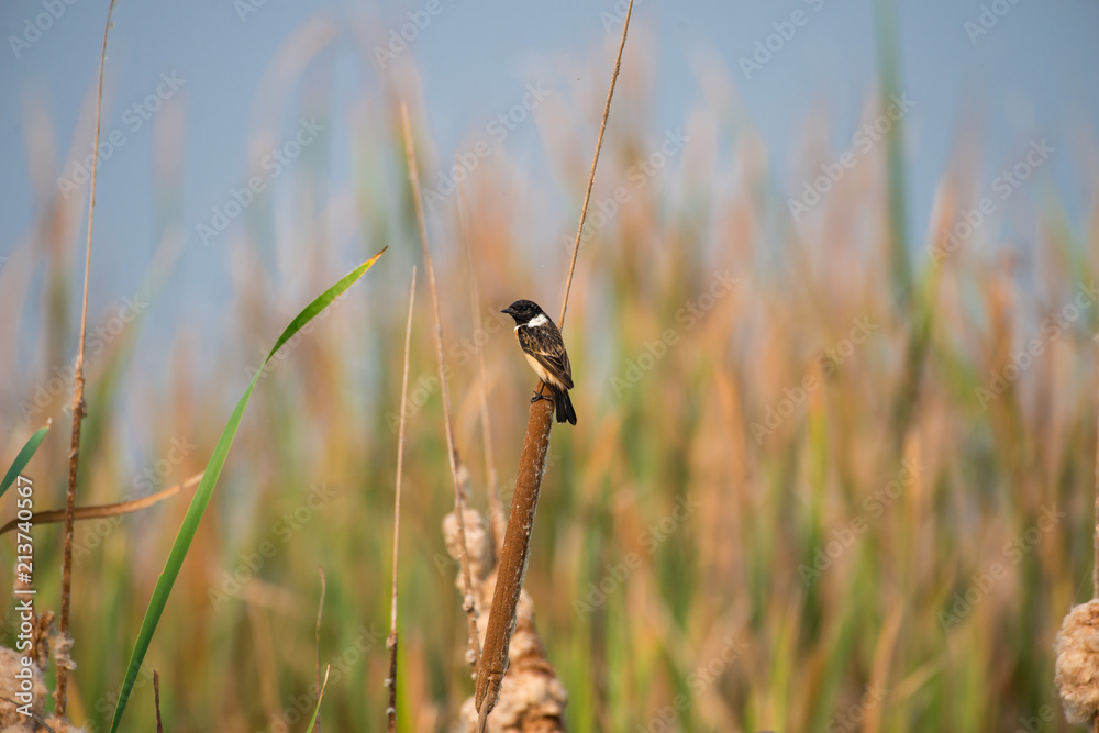 Stejneger's Stonechat Saxicola stejnegeri is a species of stonechat native to eastern Asia Stejneger's Stonechat Saxicola stejnegeri is a species of stonechat native to eastern Asia
