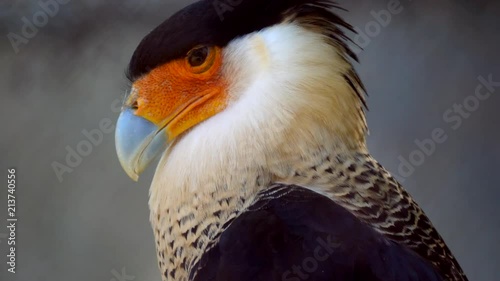 Crested Caracara Head Close-Up