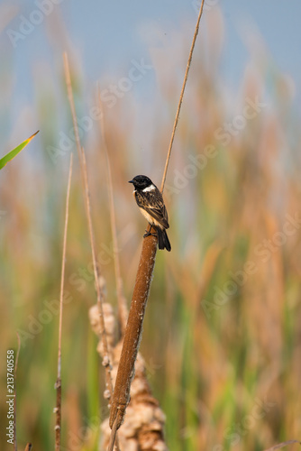 Stejneger's Stonechat Saxicola stejnegeri is a species of stonechat native to eastern Asia photo