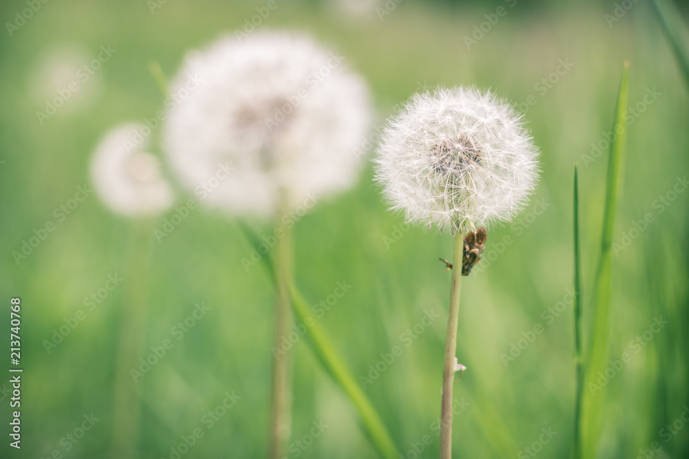 Summer Dandelions