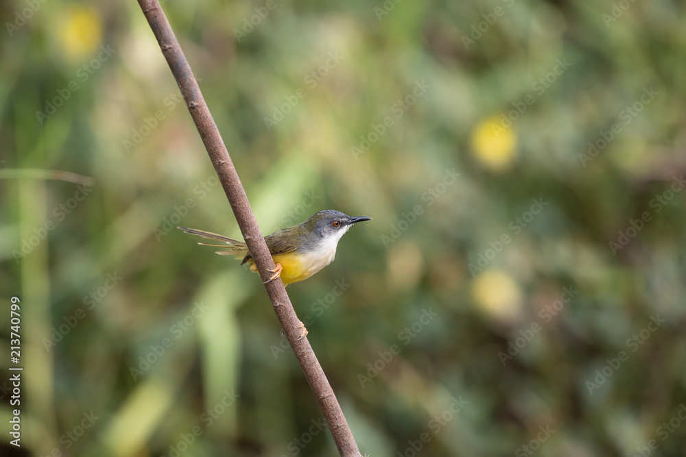 Fototapeta premium Yellow-bellied Prinia