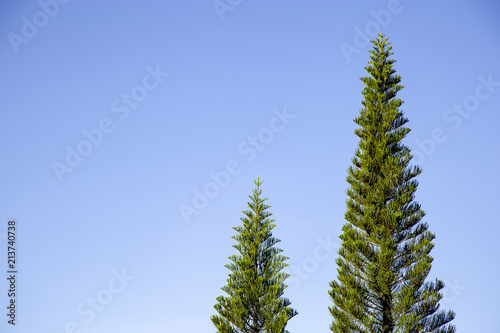 Pine tree on blue sky