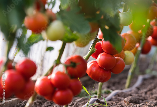 Ripe tomatoes in garden ready to harvest