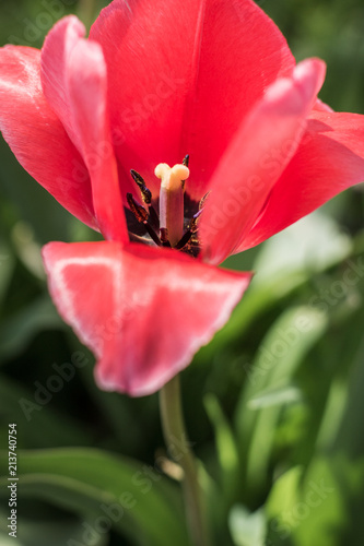 Tulip