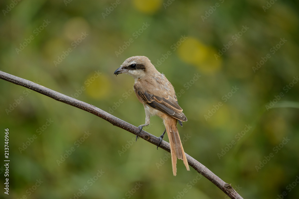 Brown shrike with blur green grass field background Brown shrike with blur green grass field background