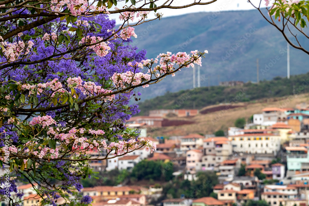 Naklejka premium Blooming tree in front of the old colonial city of Ouro Preto among the mountains in Minas Gerais, Brazil