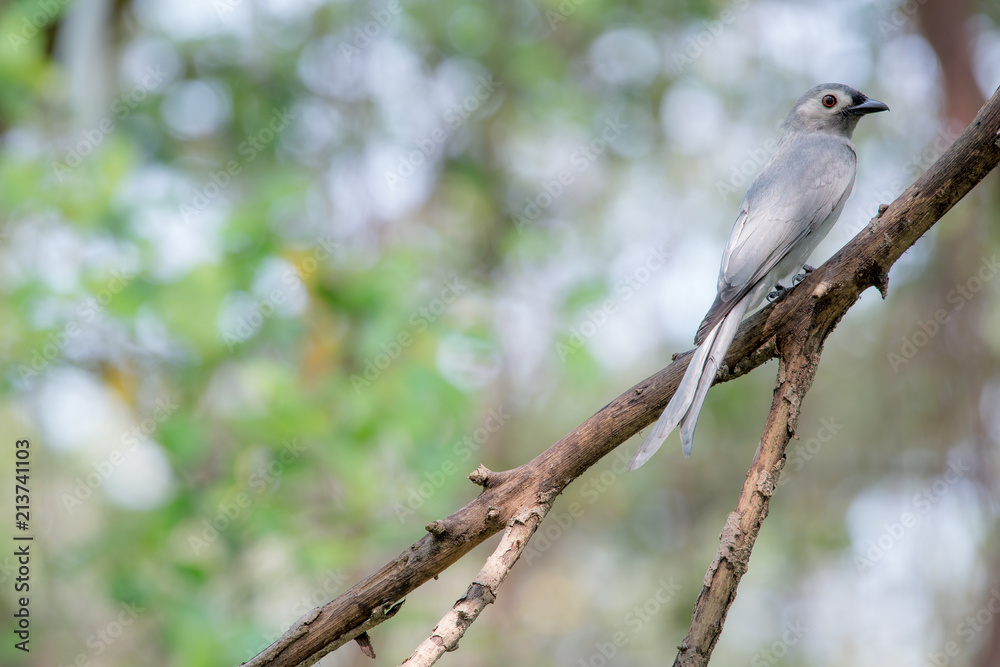 Ashy drongo is mainly dark grey, and the tail is long and deeply forked Ashy drongo is mainly dark grey, and the tail is long and deeply forked