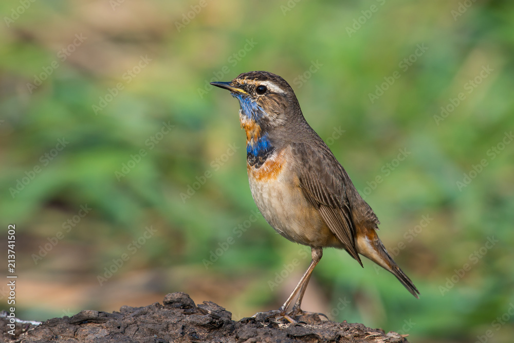 Male Bluethroats from Alaska, Bluethroat is one of the handful of birds that breed in North America and winter in Asia. Male Bluethroats from Alaska, Bluethroat is one of the handful of birds that breed in North America and winter in Asia.