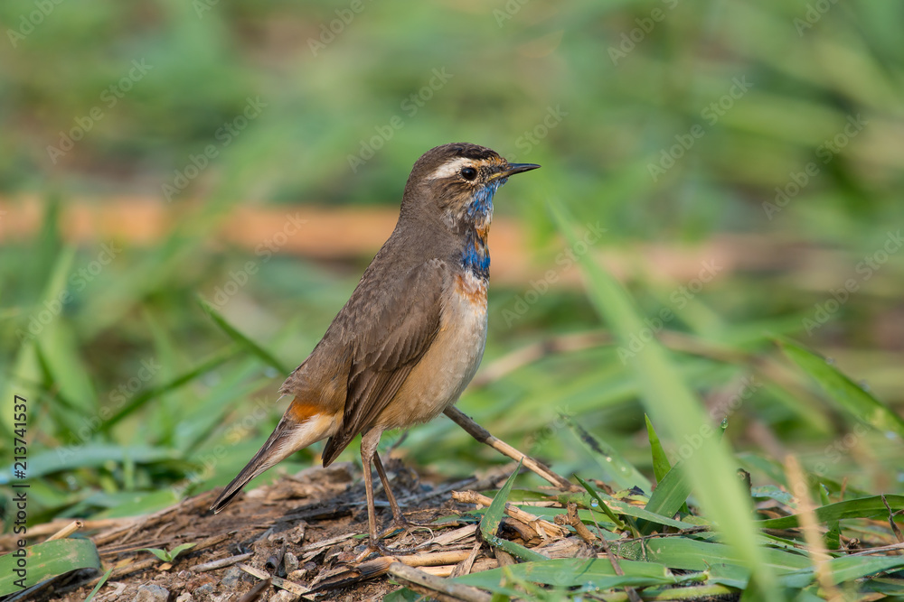 Male Bluethroats from Alaska, Bluethroat is one of the handful of birds that breed in North America and winter in Asia. Male Bluethroats from Alaska, Bluethroat is one of the handful of birds that breed in North America and winter in Asia.