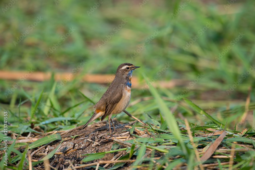 Male Bluethroats from Alaska, Bluethroat is one of the handful of birds that breed in North America and winter in Asia. Male Bluethroats from Alaska, Bluethroat is one of the handful of birds that breed in North America and winter in Asia.