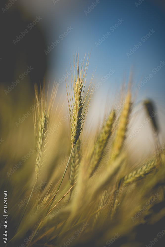 Green wheat field in sunny sommer day.