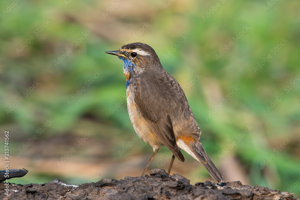 Male Bluethroats from Alaska, Bluethroat is one of the handful of birds that breed in North America and winter in Asia. Male Bluethroats from Alaska, Bluethroat is one of the handful of birds that breed in North America and winter in Asia.
