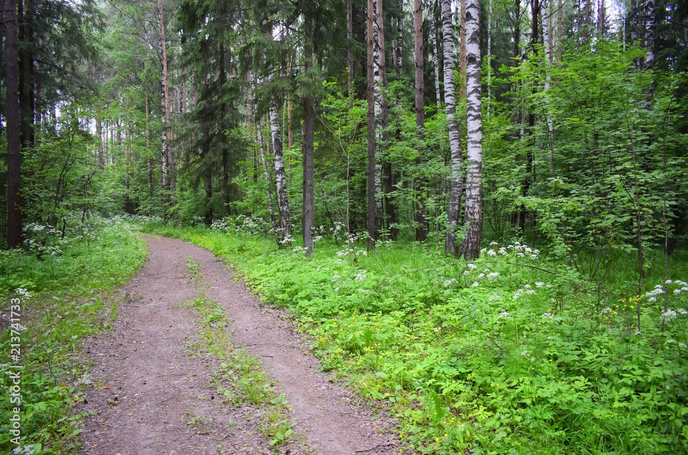 Forest of grass and trees Forest of grass and trees