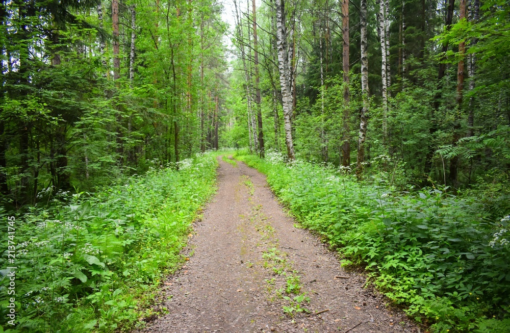Fototapeta premium The road through the green forest