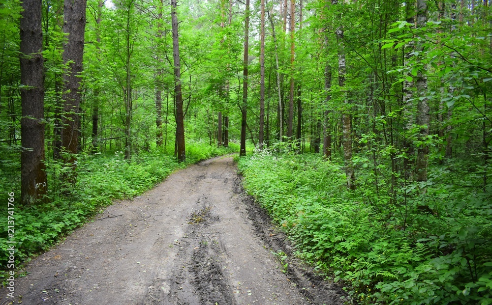 Fototapeta premium Forest green fence