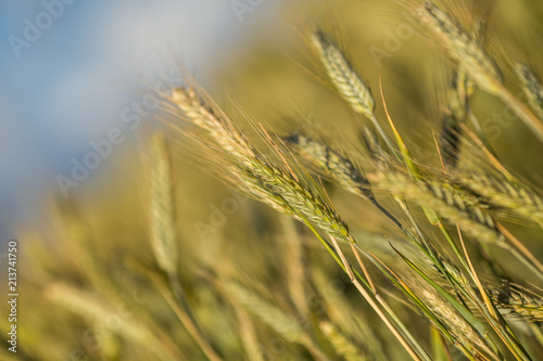 Green wheat field in sunny sommer day. © R_Szatkowski