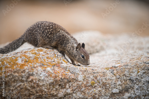 Squirrel Sniffing Something