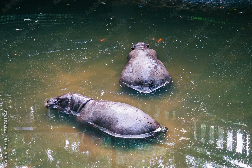 Fototapeta premium hippo