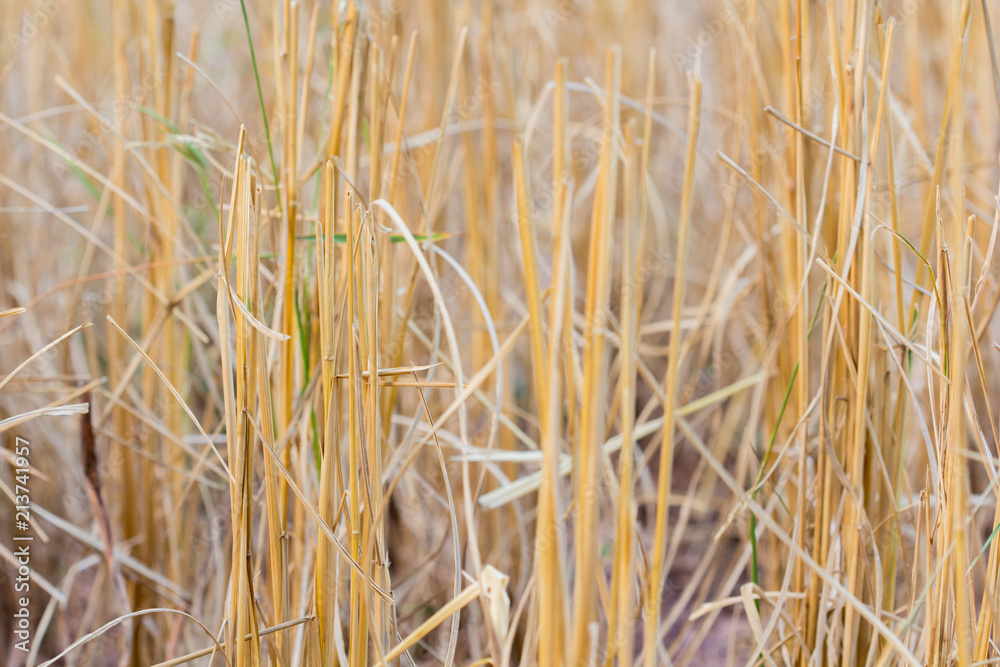 Fototapeta premium straw bales harvest on stubble field background.