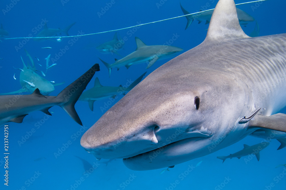 Naklejka premium Tiger shark with lots of caribbean reef sharks close to the surface