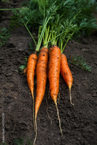 delicious and wholesome  ripe orange carrot lays in a bunch in a vegetable garden pulled out of the ground