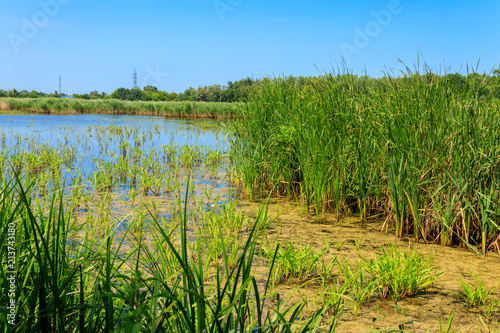 View of lake overgrown with bulrushes on summer