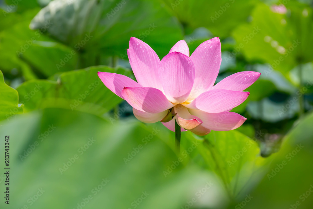 雨上がりの夏の午前中に花を開く蓮の花