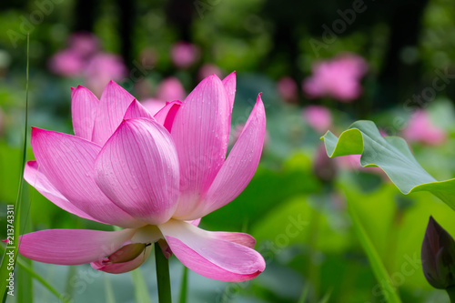 雨上がりの夏の午前中に花を開く蓮の花