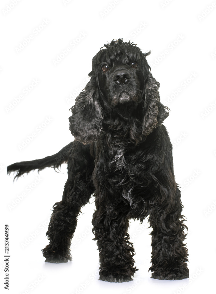 black american cocker