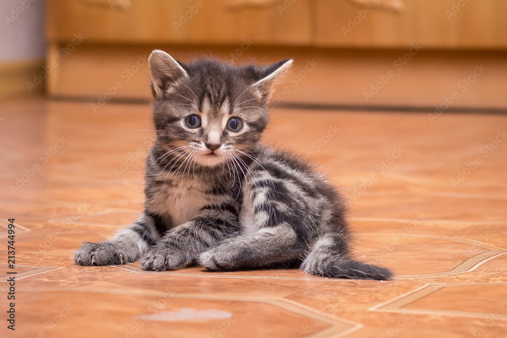 A small striped kitten sitting in the room. Portrait of a small kitty in the interior_ A small striped kitten sitting in the room. Portrait of a small kitty in the interior_