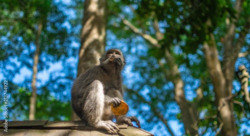 monkey eating at the monkey forrest in Ubud, bali
