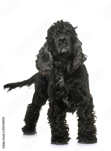 Obraz na płótnie black american cocker