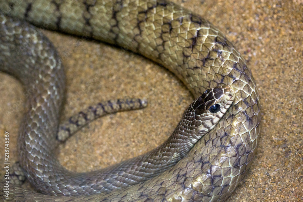 Fototapeta premium Oriental rat snake on the sand.