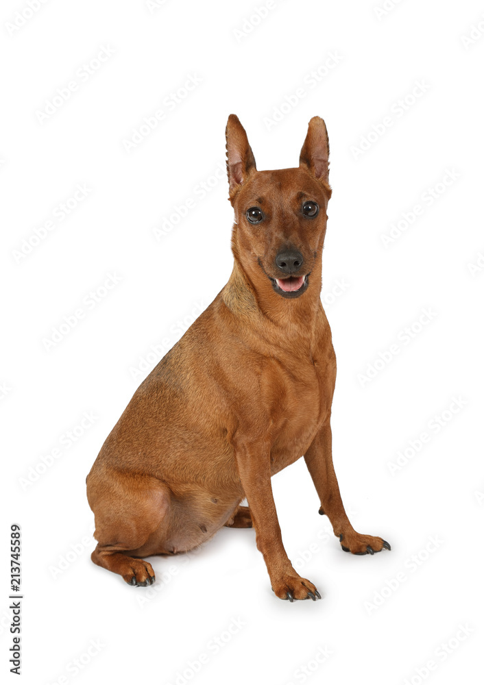 Brown miniature Pinscher isolated on white background