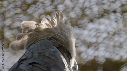 harpy eagle close-up